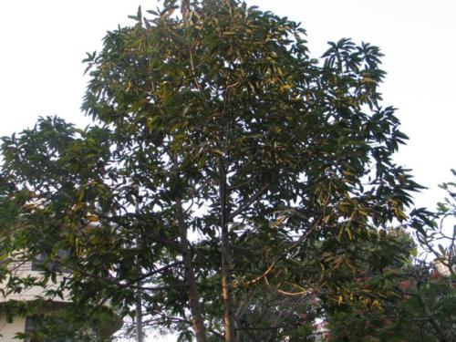 Sonchampa Tree at Nandadeep