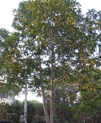 Sonchampa Tree at Nandadeep