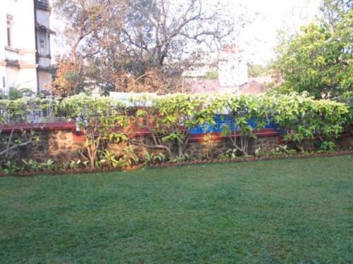 Sonchampa Tree at Nandadeep