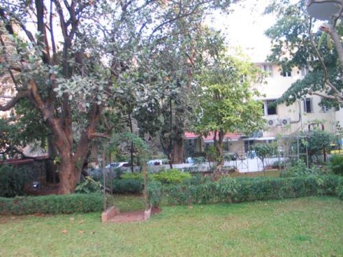 Sonchampa Tree at Nandadeep