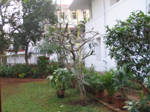 Sonchampa Tree at Nandadeep